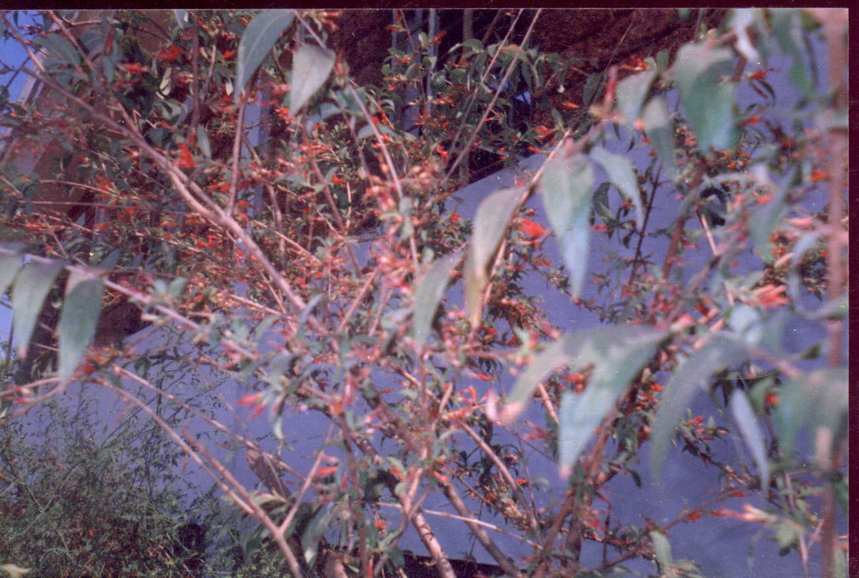 Botanica names and details of plants